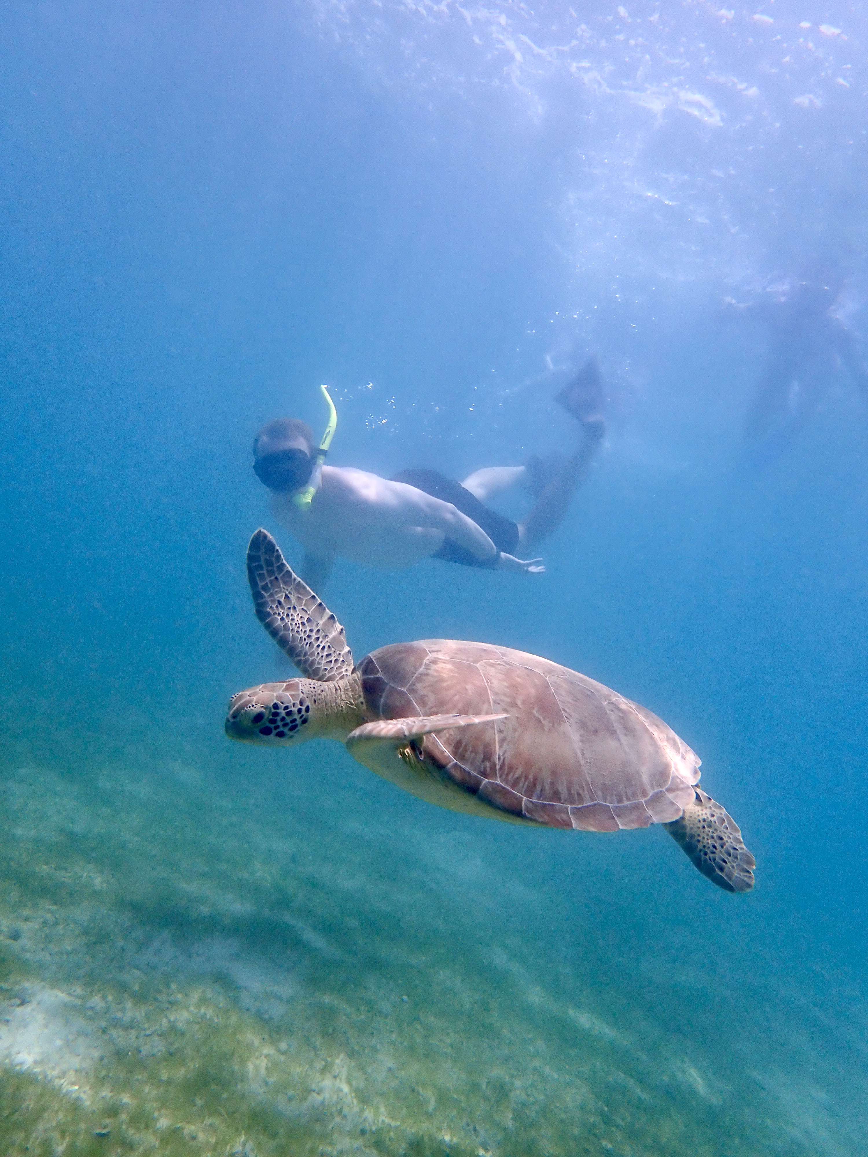 Turtle